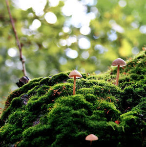 Meet your Posher, Richard